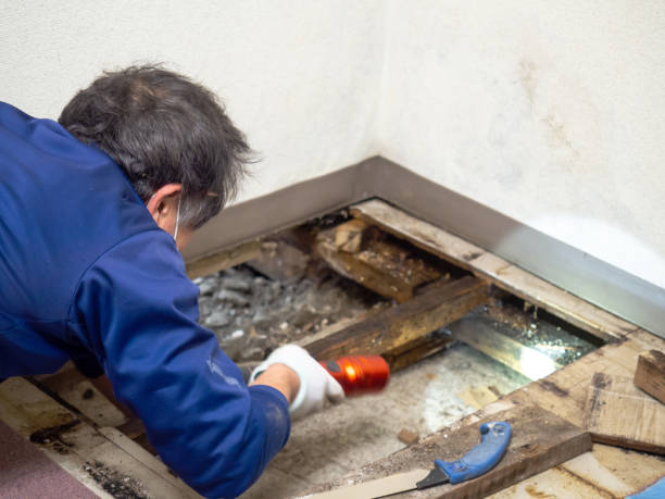 Best Mold Cleaning Services  in Arabi, LA