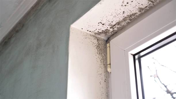 Best Mold Damage Repair  in Arabi, LA
