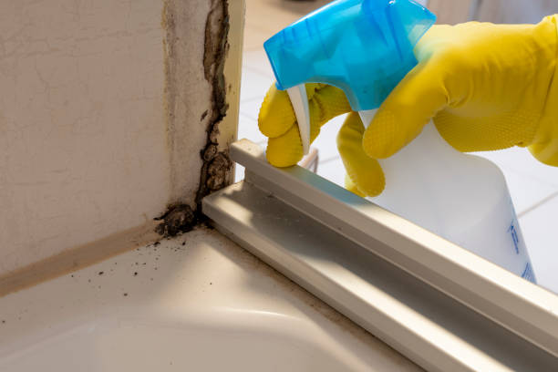 Crawl Space Mold Removal in Arabi, LA