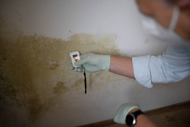 Best Mold Testing  in Arabi, LA