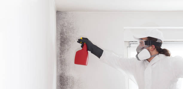 Best Certified Mold Removal  in Arabi, LA