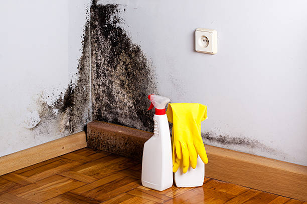 Best Toxic Mold Removal  in Arabi, LA
