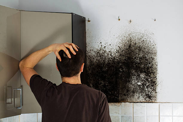 Best Mold Remediation Experts  in Arabi, LA