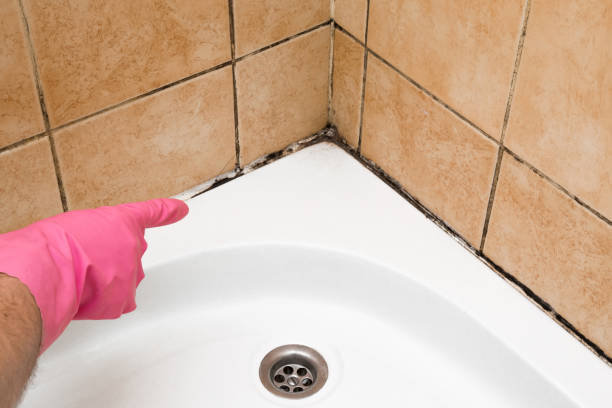 Best Local Mold Removal Service  in Arabi, LA